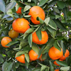 Dancey Tangerine