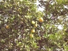 Key Lime