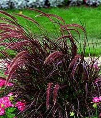 Perennial Red Ornamental Grasses