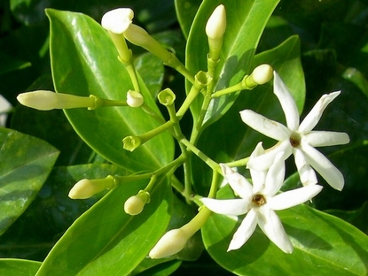 Picture Jasmine Flower on Jasmine Wax Jasminum Volubile Jasmine Wax Is A Tropical Evergreen