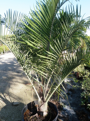 Triangle Palm Tree
