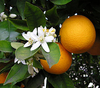 Navel Orange
