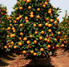 Valincia Orange