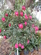 Dlb Knock Out Rose Standard Tree