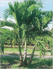 Adonidia Palm (Veitchia merrilli)