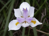 African Iris - White (Dietes iridioides)