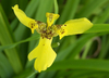 African Iris - Yellow (Dietes bicolor)