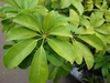 Arboricola (Schefflera arboricola)