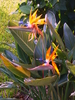 Bird of Paradise - Orange (Strelitzia reginae)