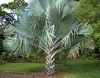 Bismarck Palm (Bismarckia Nobilis)
