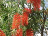 Bottlebrush (Callistemon viminalis)