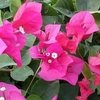 Bougainvillea (Bougainvillea glabra)