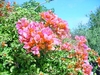 Bougainvillea Bush (Bourgainvillea glabra)