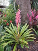 Bromeliad Portea Jungles