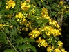 Cassia (Senna surattensis)