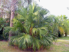 Chinese Fan Palm (Livistonia chinensis)