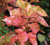 Copperleaf (Acalypha wilkesiana)