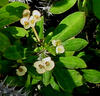 Crown of Thorns (Euphorbia milii)