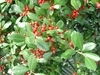 East Palatka Holly (Ilex x attenuate)