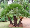 European Fan Palm (Chamaerops humilis)