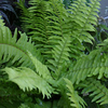 Fern – Boston (Nephrolepis Bostoniensis)