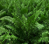 Fern – Macho (Nephrolepis biserrata)