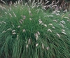 Fountain Grass - White (Pennisetum setaceum)