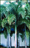 Foxtail Palm (Wodyetia bifurcate)