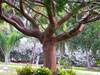 Gumbo Limbo (Bursera simaruba)