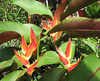 Heliconia (Heliconias)