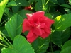 Hibiscus Bush (Hibiscus)