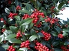 Ilex (Ilex)