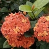 Ixora - Maui Red (Ixora coccinia)