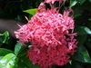 Ixora – Nora Grant (Ixora coccinia)