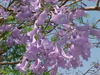 Jacaranda (Jacaranda acutifolia)