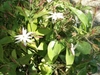 Jasmine â€“ Star (Jasminum nitidum)