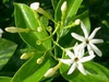 Jasmine â€“ Wax (Jasminum volubile)