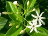 Jasmine – Wax (Jasminum volubile)