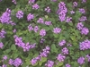 Lantana - Lavender  (Disambiguation)