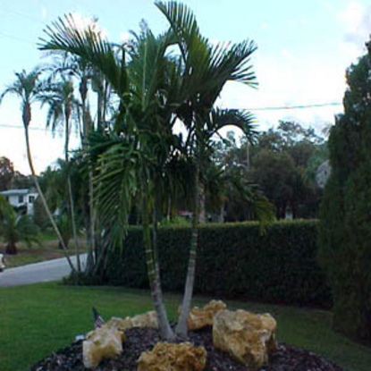 Alexander Palm (Archontophoenix alexandrae)