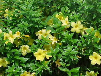 Allamanda Bush (Allamanda cathartica)