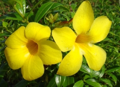 Allamanda Bush - Dwarf (Allamanda cathartica)