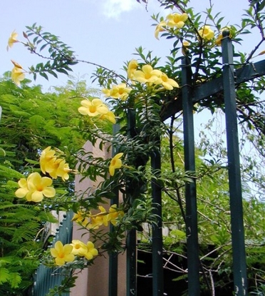 Allamanda (Allamanda cathartica)