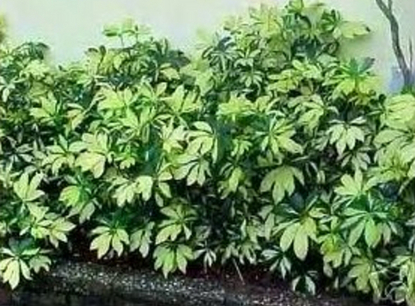 Arboricola Goldfinger (Schefflera arboricola)