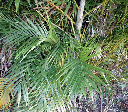 Areca Palm (Chrysalidocarpus lutescens)