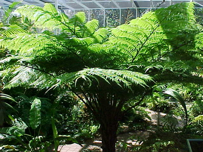 Australian Tree Fern (Sphaeropteris cooperi)