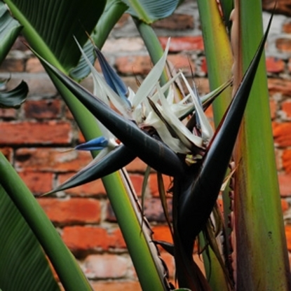 Bird of Paradise - White (Strelitzia Nicolai)