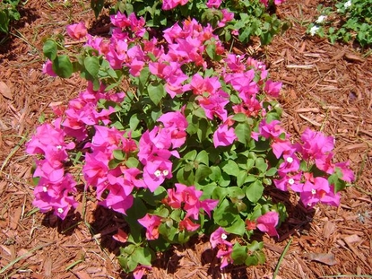 Bougainvillea Bush - Dwarf (Bourgainvillea glabra)