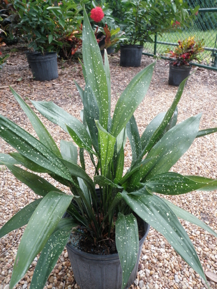 Aspidistra Cast Iron Plant Milky Way