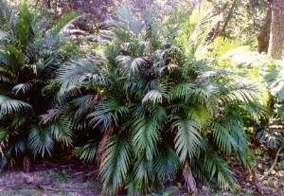 Chamaedorea (Cat) Palm (Chamaedorea cataractarum)
